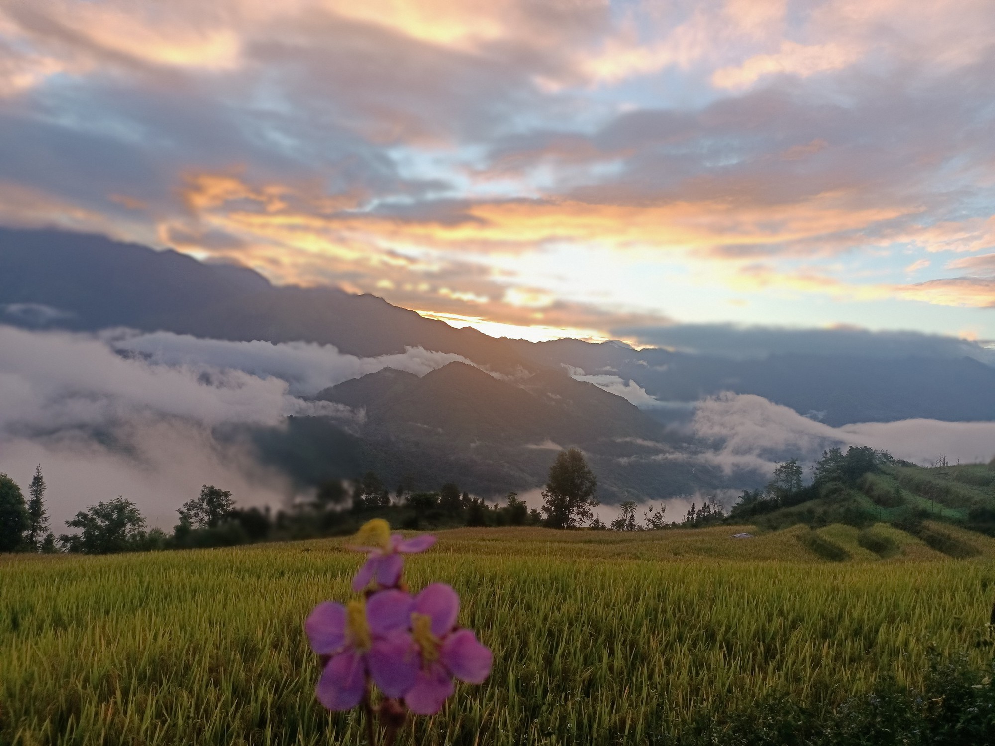 Việt Nam có 1 "ngôi làng trên mây" nằm ở độ cao hơn 2.000m nhưng ít người biết: Cách Sapa khoảng 80km, cảnh đẹp như chốn bồng lai tiên cảnh - Ảnh 3.