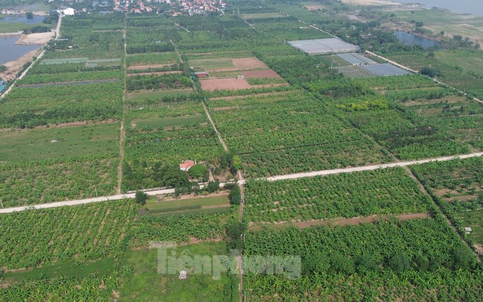 Màu xanh trở lại trên vùng bãi sông Hồng gần 2 tháng sau bão