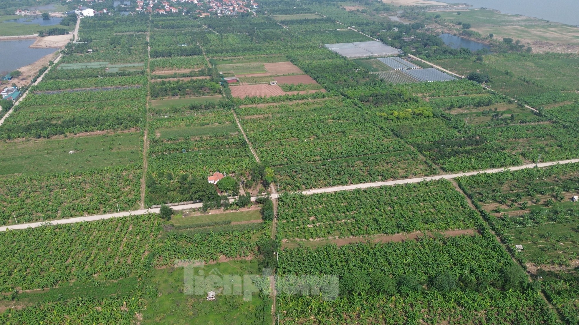 Màu xanh trở lại trên vùng bãi sông Hồng gần 2 tháng sau bão - Ảnh 9.