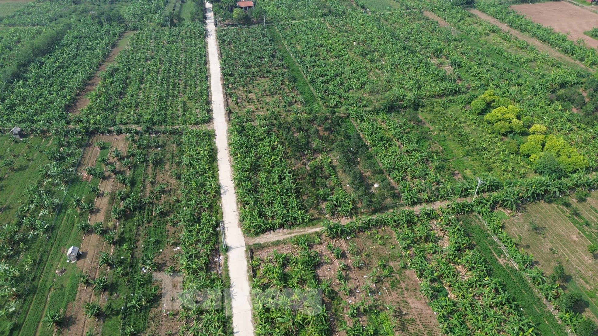 Màu xanh trở lại trên vùng bãi sông Hồng gần 2 tháng sau bão - Ảnh 3.