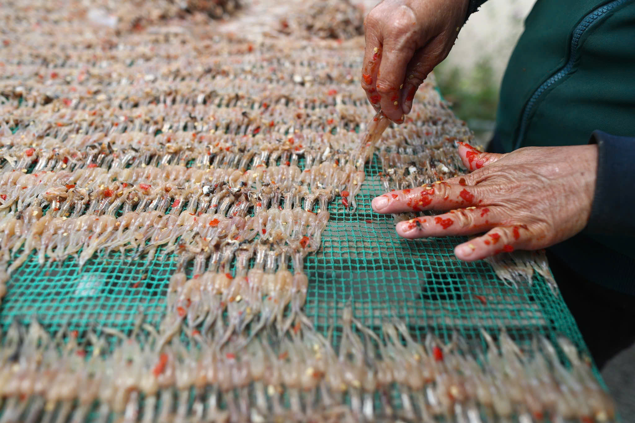 "Vũ nữ chân dài" đặc sản miền Tây vào mùa cao điểm, giá hơn nửa triệu/kg vẫn được săn lùng - Ảnh 2.