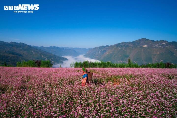 Thảo nguyên ở Hà Giang đẹp như 'Thụy Sĩ thu nhỏ' giữa mùa hoa tam giác mạch - Ảnh 2.