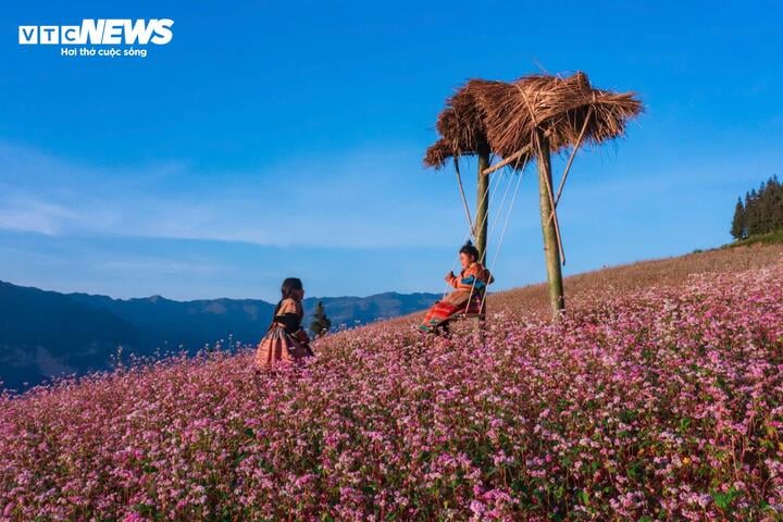 Thảo nguyên ở Hà Giang đẹp như 'Thụy Sĩ thu nhỏ' giữa mùa hoa tam giác mạch - Ảnh 4.