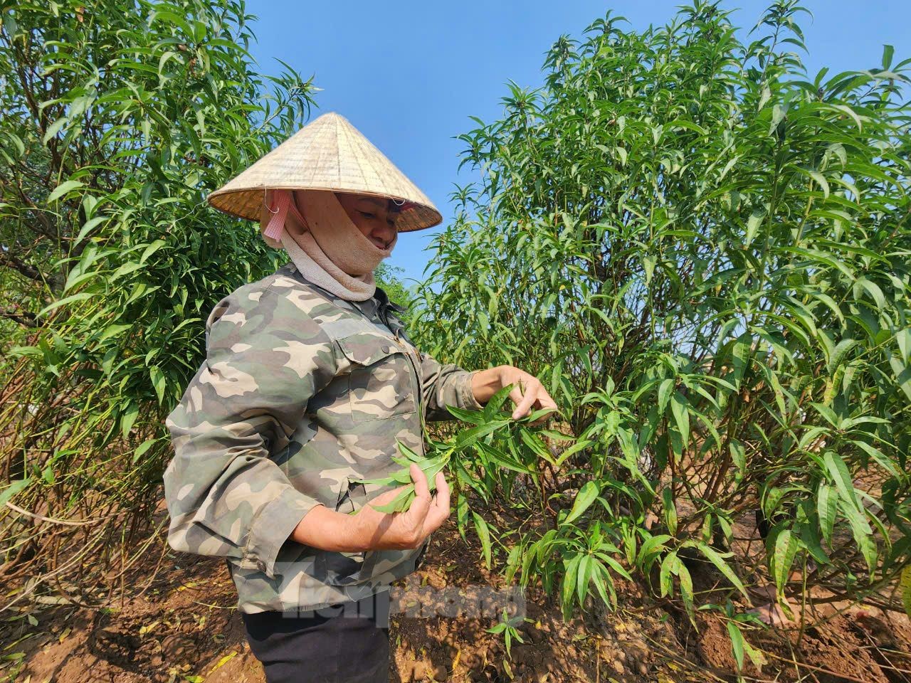 Màu xanh trở lại trên vùng bãi sông Hồng gần 2 tháng sau bão - Ảnh 8.